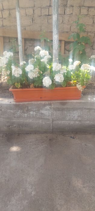 Герань ва пеларгония гуллари