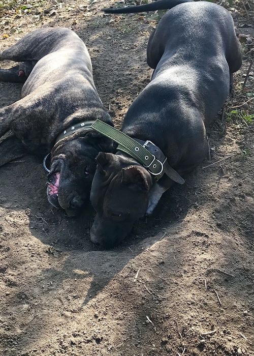 Продам щенков Питбуля