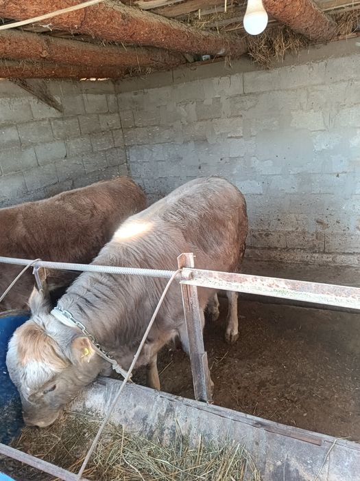 Продам 3 бычка упитанные