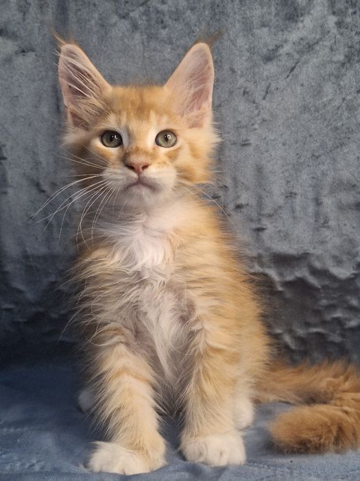 Котята мейн-кун из питомника _рассрочка!