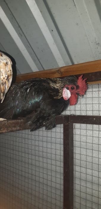 Япон товук тухимлари жужа очириш учун