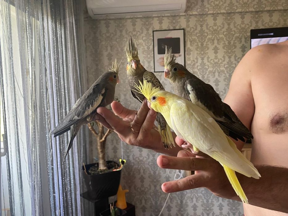 Птенцы ручные корелла