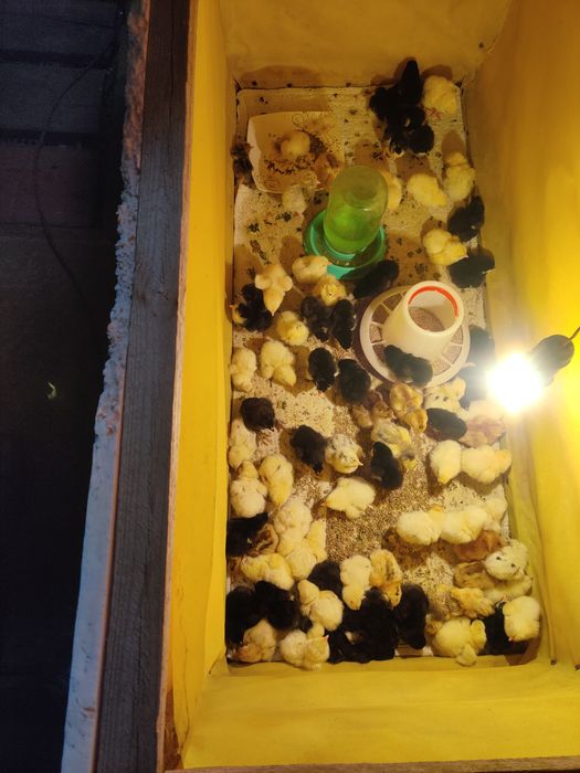 Цыплята однодневный