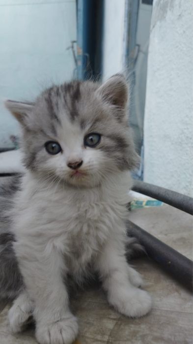 Отдам котят мальчики