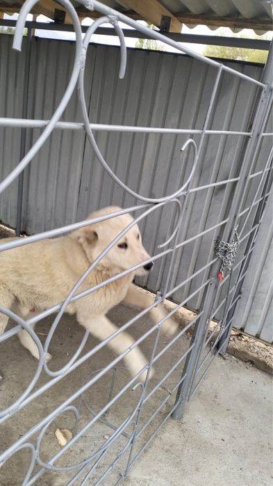 Продам щенка пародистого ТОБЕТА