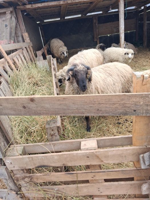 Vand mior tana de un an