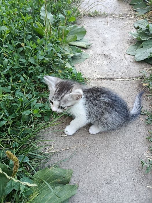 Donez pisicuță de aprox. 6 săptămâni