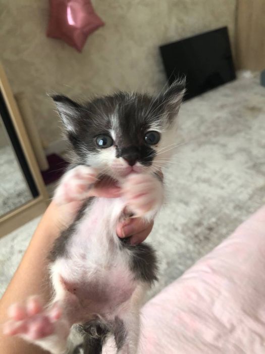 Кошки котята даром в добрые руки