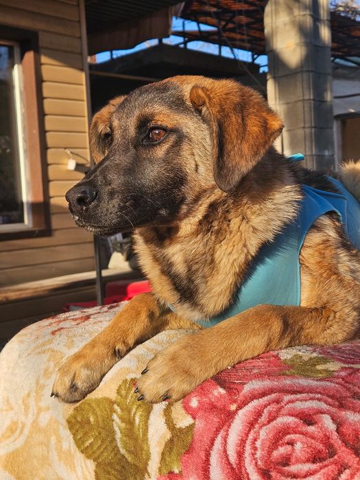 Щенки в добрые руки