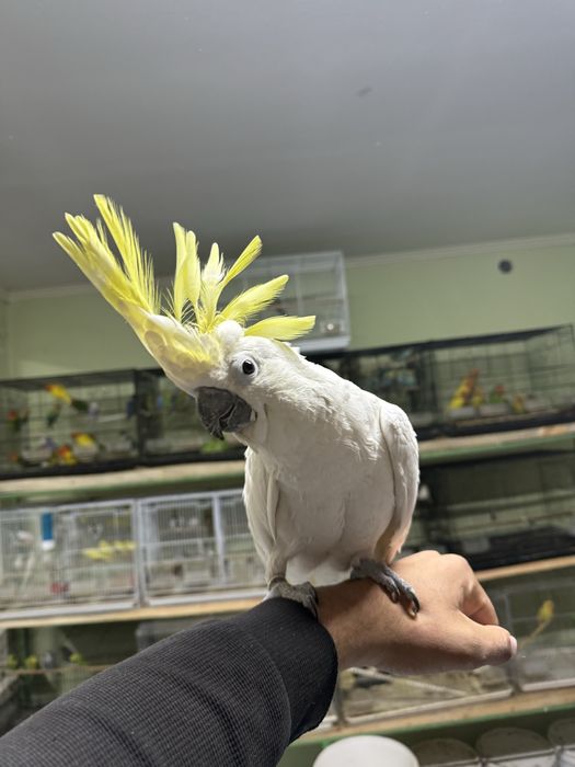 Ара Жако Какаду