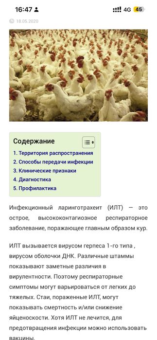 Белые куры,  в хорошем состоянии