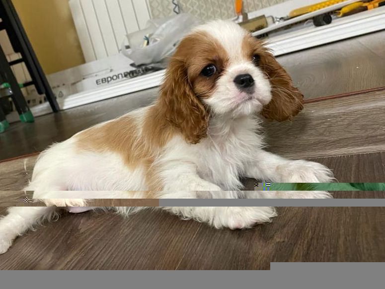 Кавалер кинг чарльз спаниель