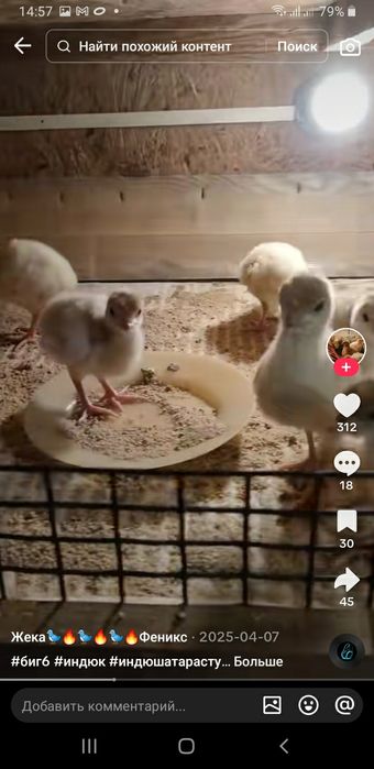 Индюки биг 6            .