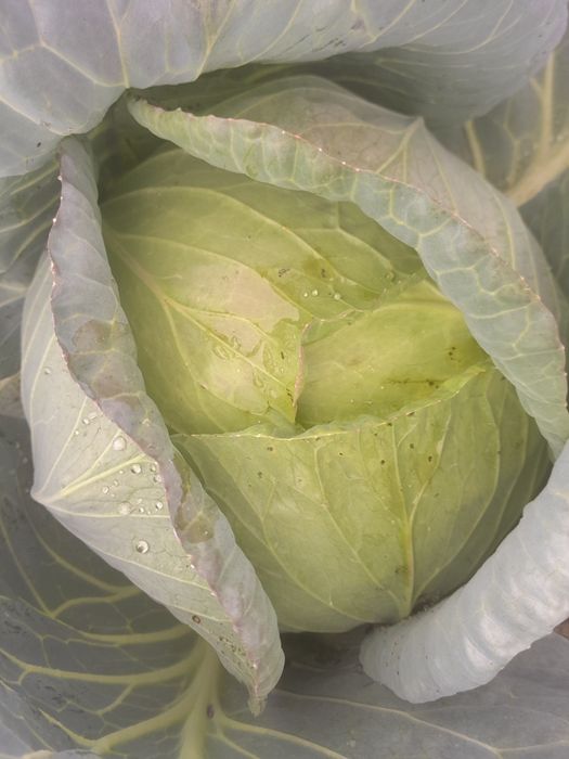 Vând varza Beverly Hills