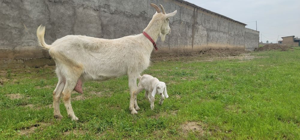 Тозза Zanen сутга!