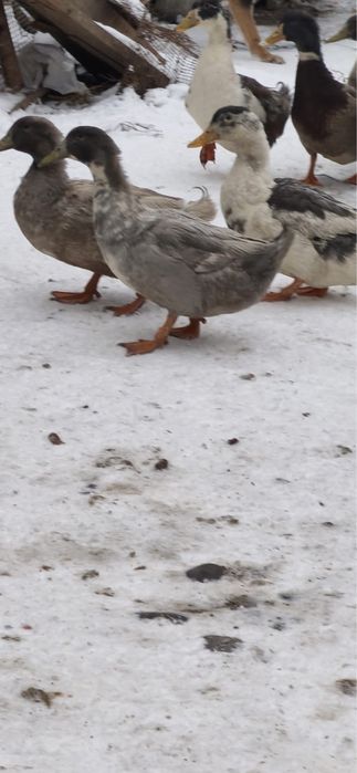 Обмен утаков Голубой фаворит