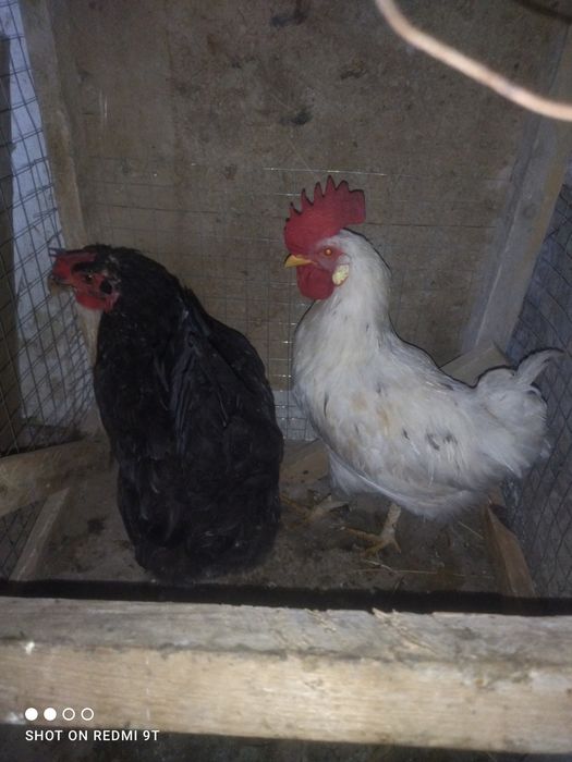 Juda yaxshi sogʻlom