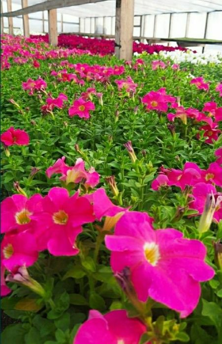 Рассада однолетних. Петуния