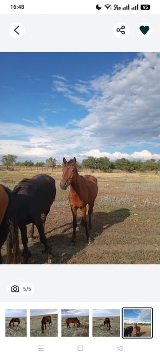 Дөнен айғыр сатылады жеребецы