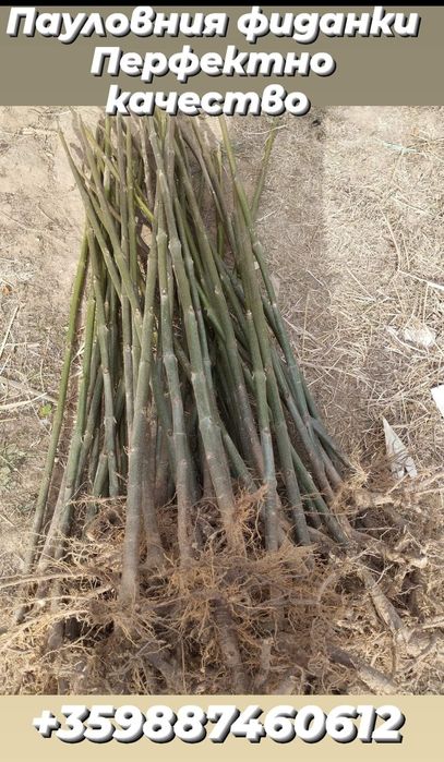 Пауловния фиданки