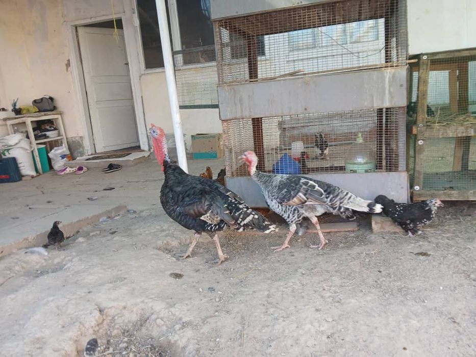 Kurka Induk soyishka tayor bokilgan