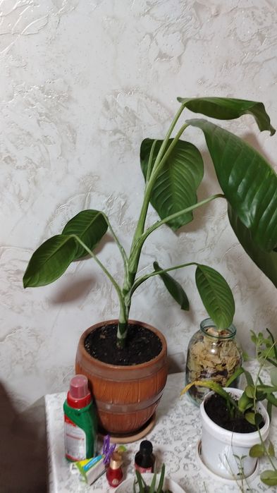 Комнатные цветы по 1.500