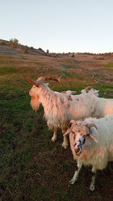 Tap Metis Sannen in vârstă de 5 ani