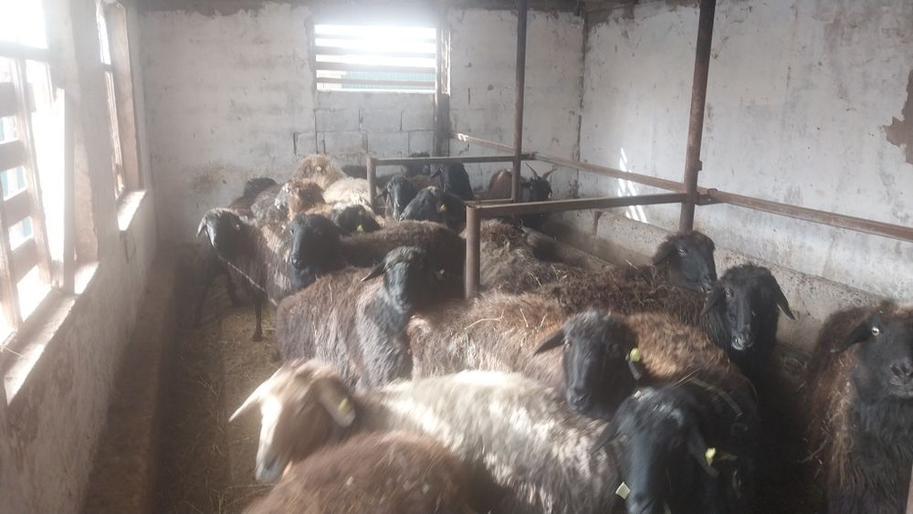 Қой сатылады семіз