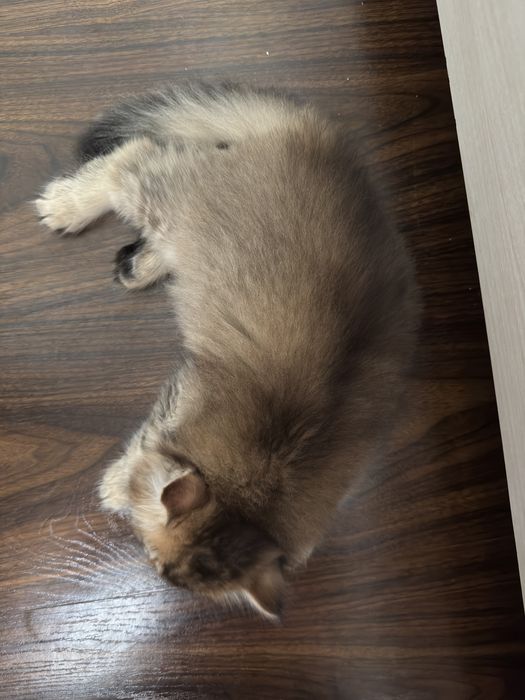 Котенок золотая шиншилла