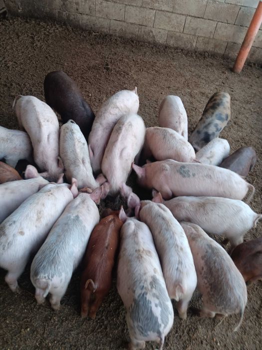 Продавам  малки прасенца