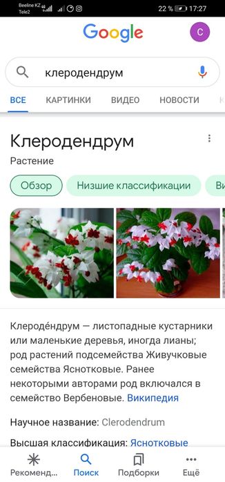Клеродендрум Томпсона
