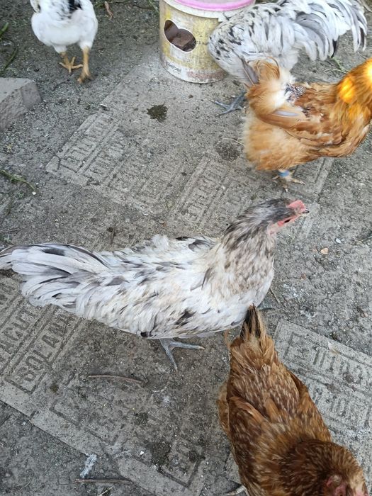 Vând cocoși australorp splash