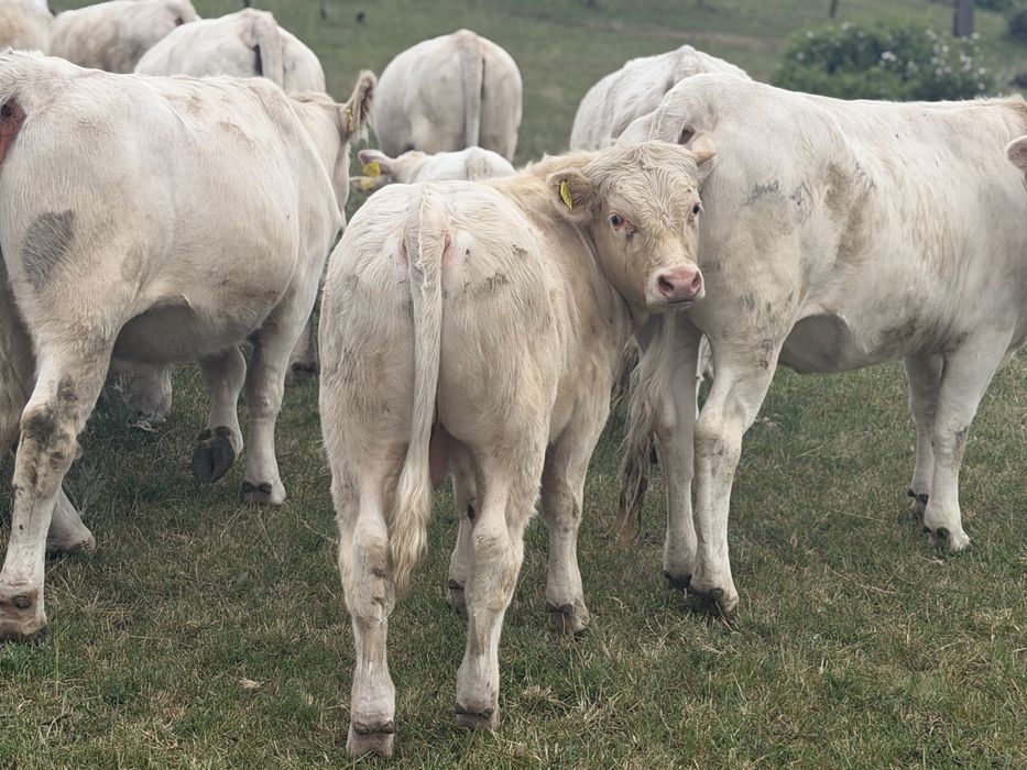 Taur Monta cu Pedigree Charolais Homozigot genetic fara coarne