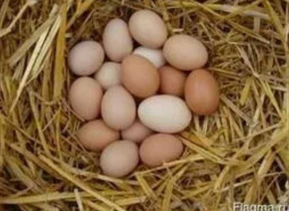 Куриное яйцо жби прихан