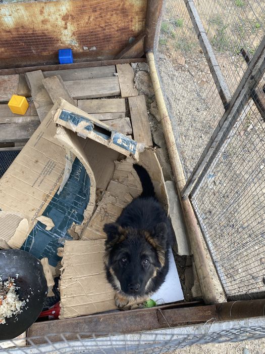 Немецкая овчарка