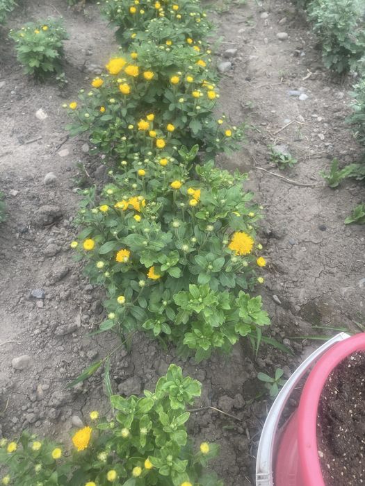 Комнатные растения