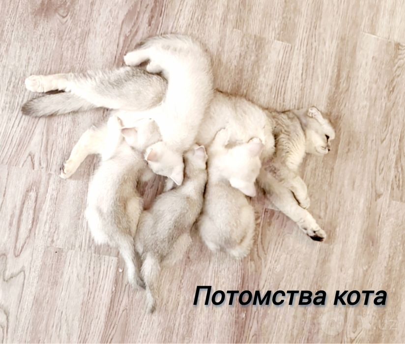 Вязка   серебристый Шиншила