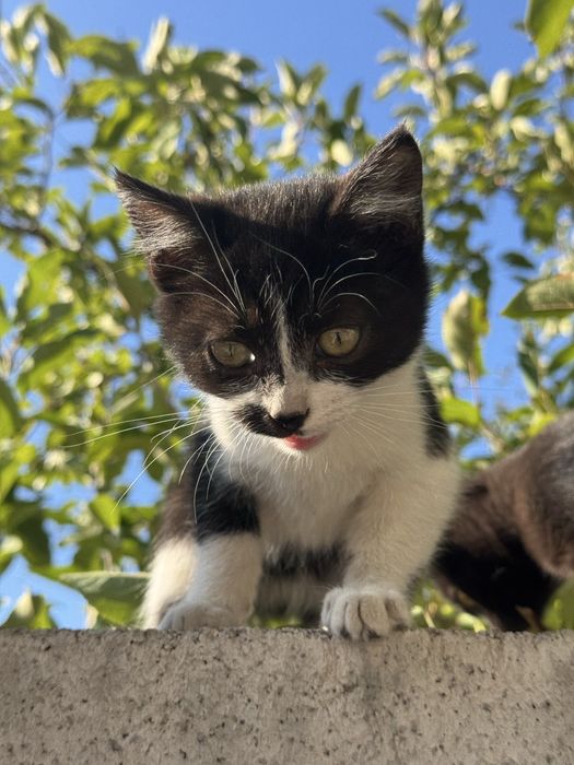 Котята бесплатно