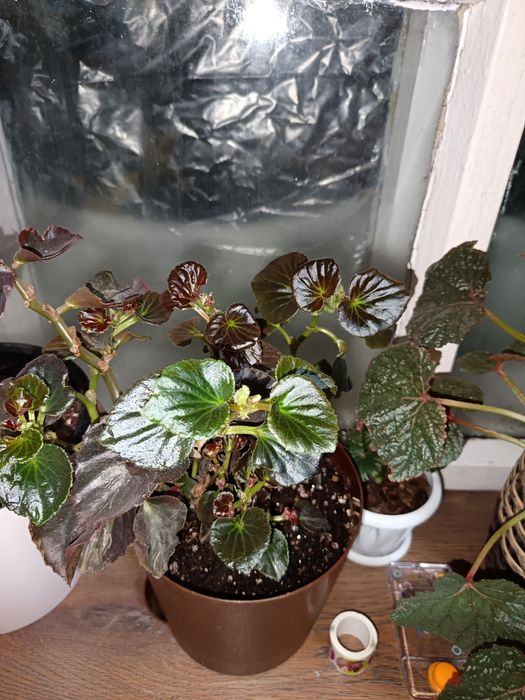 Бегония лиственная