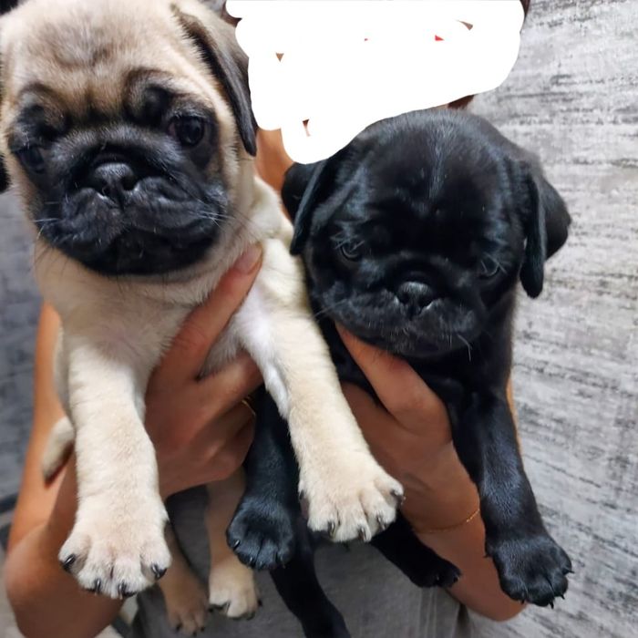 Продам щенков мопса.