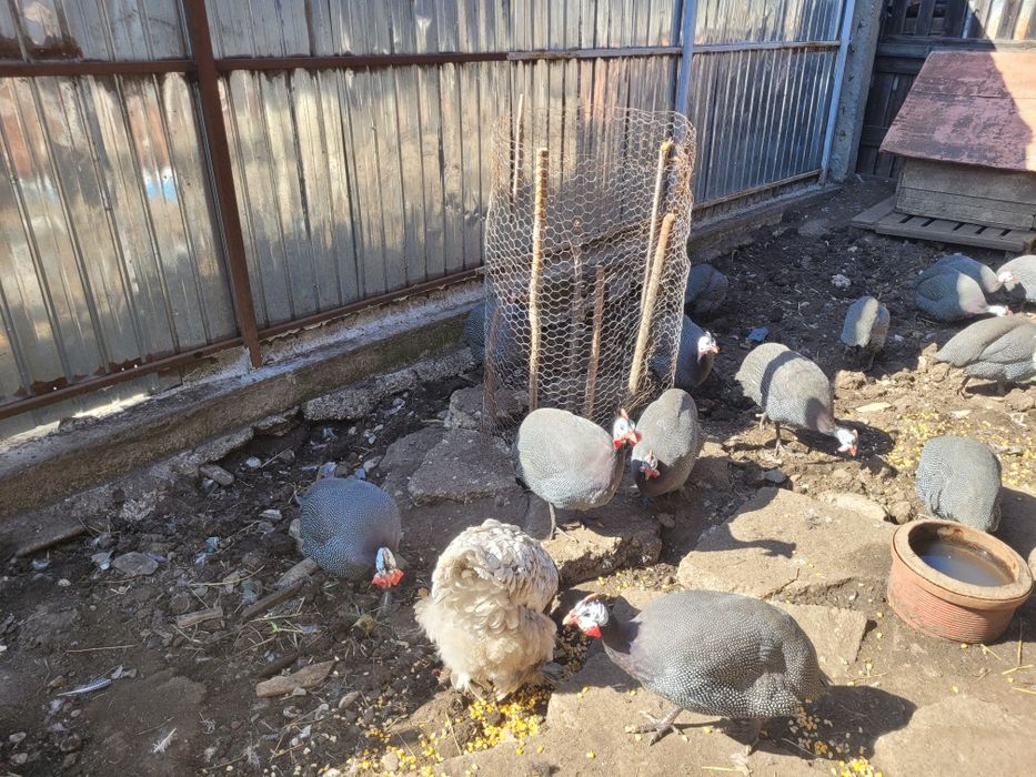 Vând bibilici frumoase