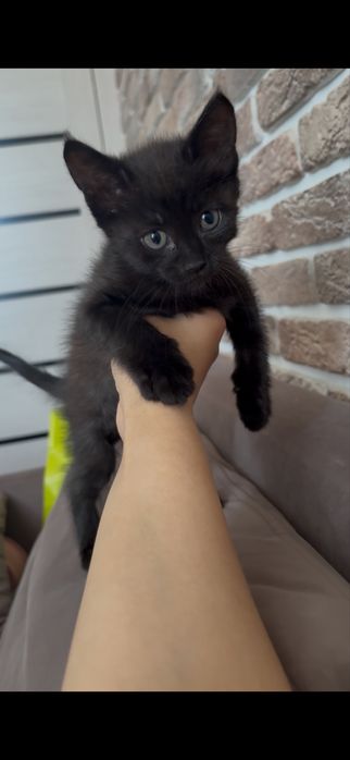 Отдам котенка в добрые руки