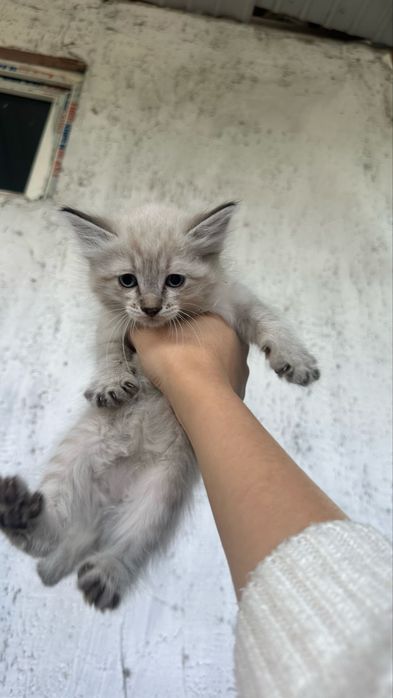 Котенки в добрые руки