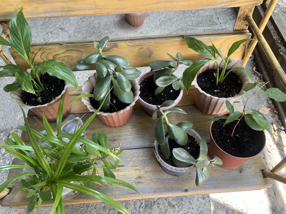 Комнатные цветы для дома