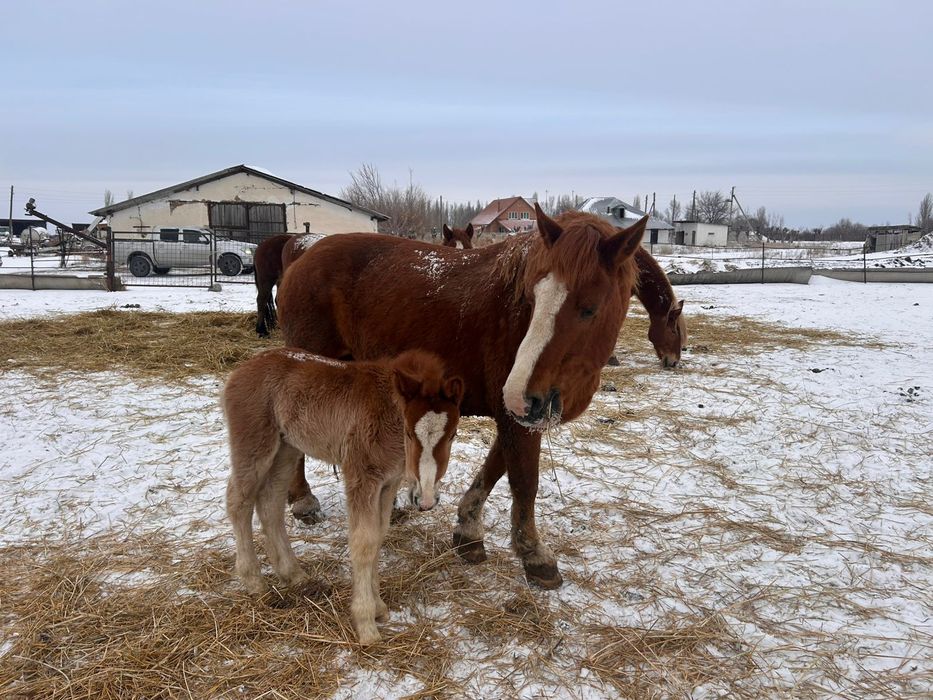 Продам кобылы тяжеловоз