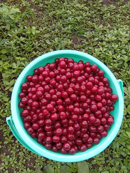 Продам свежесобранну вишню
