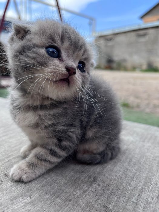 котенок шотландец