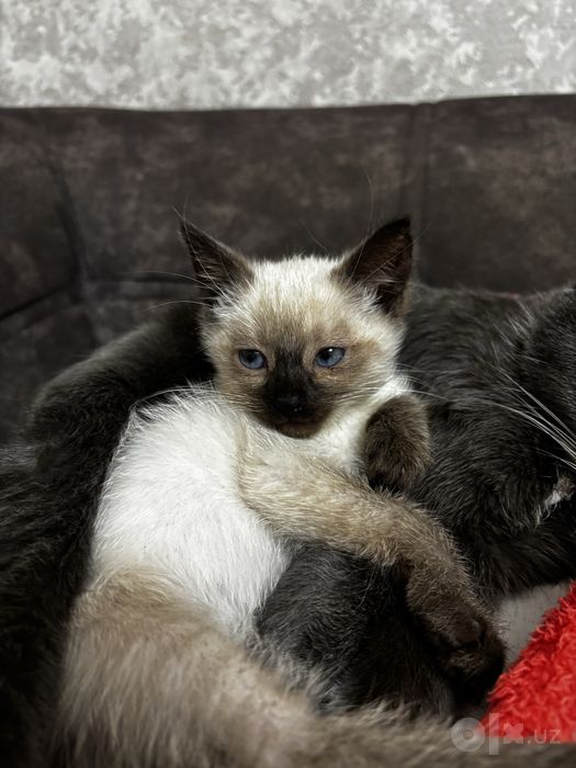 сиамские котята