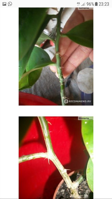 Продам ПЕРИКСИЯ (листовой кактус)).