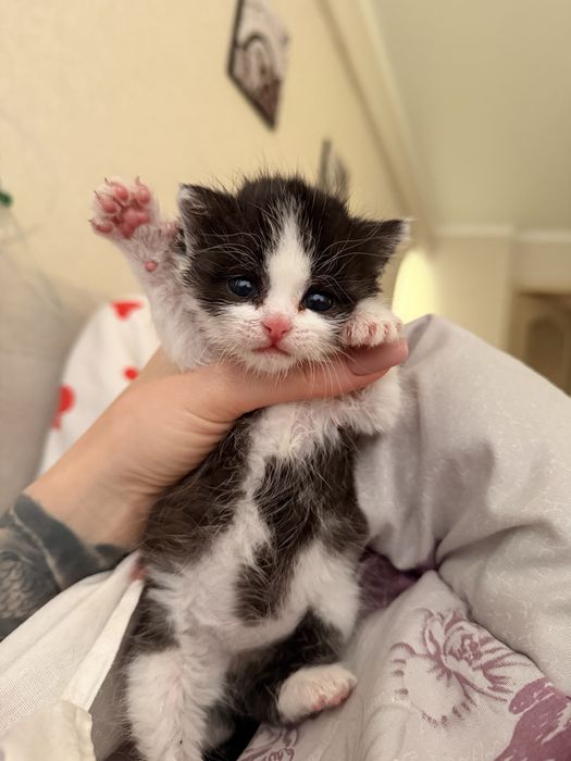 Отдам котенка в добрые руки